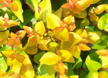 yellow orange and green leaves
