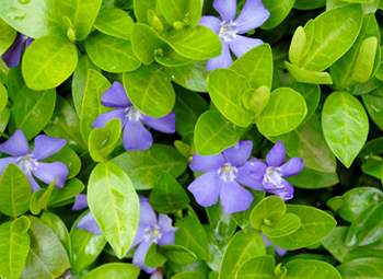 purple flowers and green leaves
