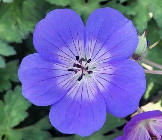 Blue/Purple Flowers