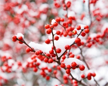 red berries and branches covered in snow