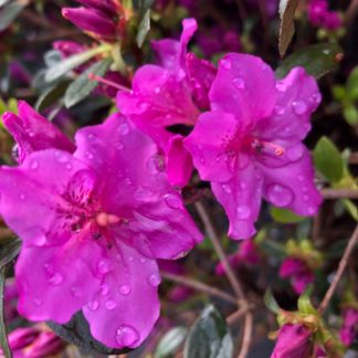 purple flowers with water droplets