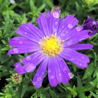 Purple daisy-like flower with rain drops