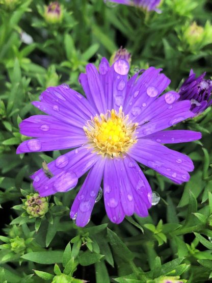 Purple daisy-like flower with rain drops