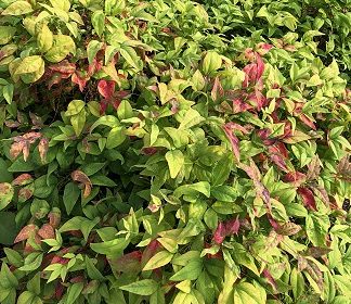 Shop Nandina Shrubs for Sale Online