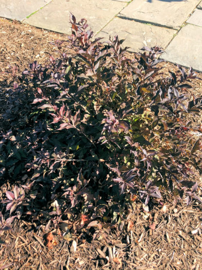 Small shrub with arching branches and wine-red leaves planted in brown mulch next to flagstone walkway