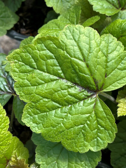 Close-up of light-green leaf