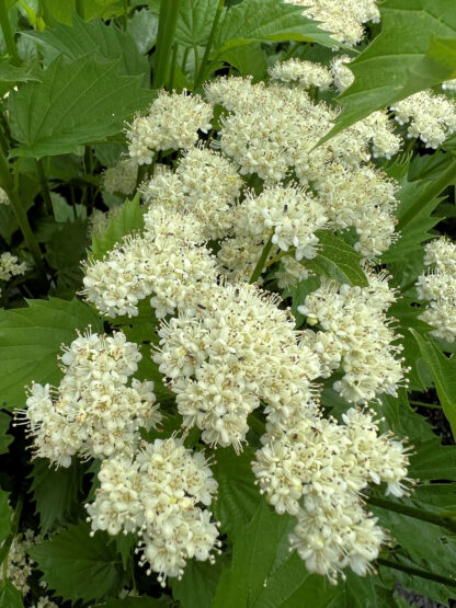 Viburnum Arrowwood Blue Muffin® - Plantjoy