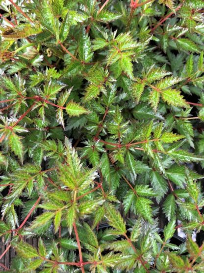 Detail of shiny green foliage with red stems