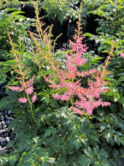 Soft pink, plume-like flowers above shiny green foliage