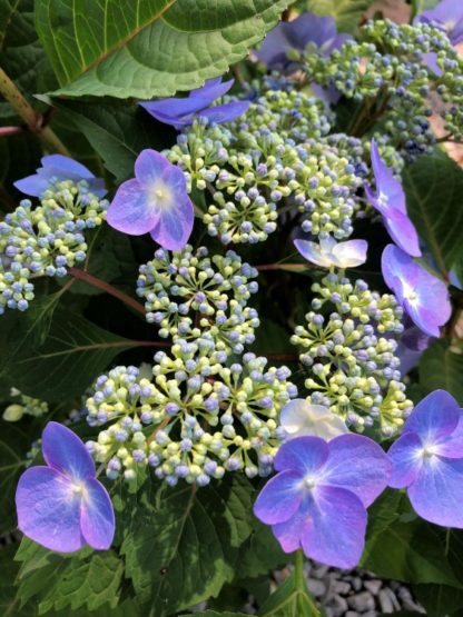 purple hydrangea twist and shout