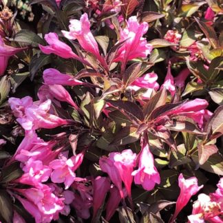 fine wine weigela