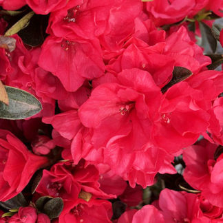 Close-up of bright red flower clusters surrounded by green leaves