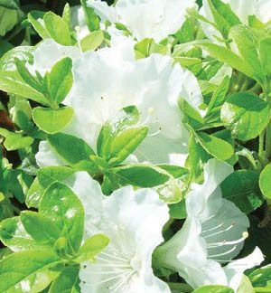 Close-up of white flowers surrounded by green leaves