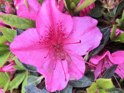 Close-up of bright pink flower surrounded by green leaves