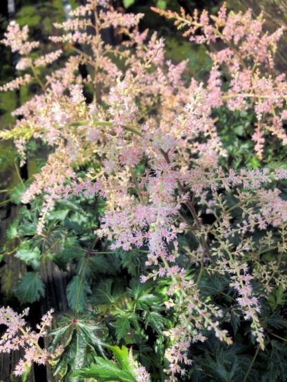 Close-up of light-pink, plume-like flowers