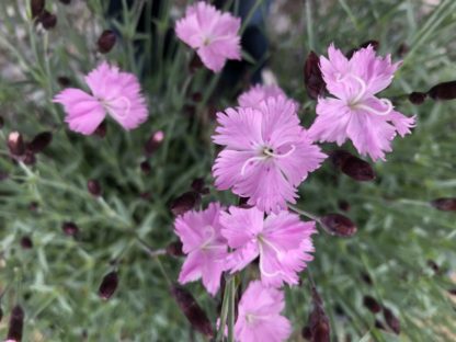 Close-up of soft-pink, star-shaped flowers on grey-green foliage