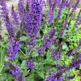 purple may night sage