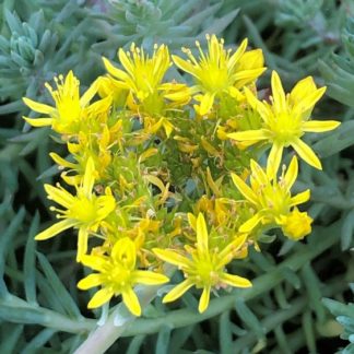 blue spruce stonecrop flower