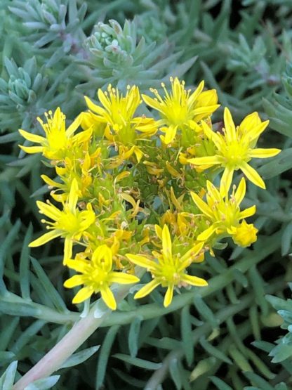 blue spruce stonecrop flower