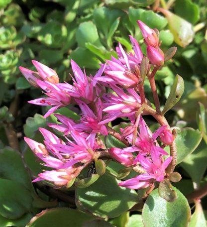 blooming fuldaglut stonecrop