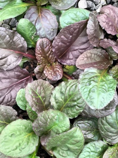 Close-up of burgundy and green leaves