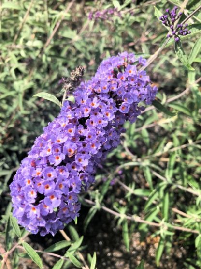 Close-up of long, spike-like, blue flowers with orange centers