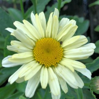 Close-up daisy flower with light yellow petals and golden yellow center