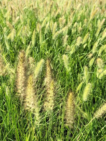 fountain grass