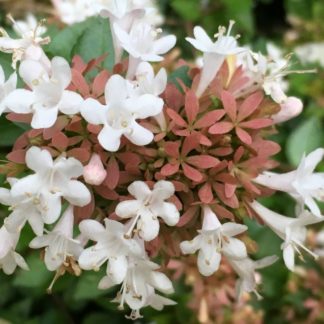 Close-up of the small, white, trumpet-shaped flowers of abelia