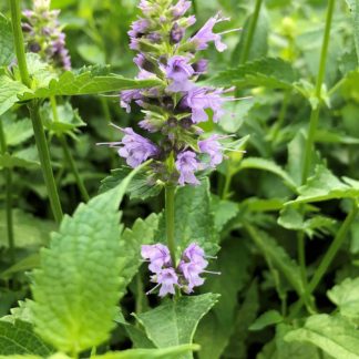 black adder agastache