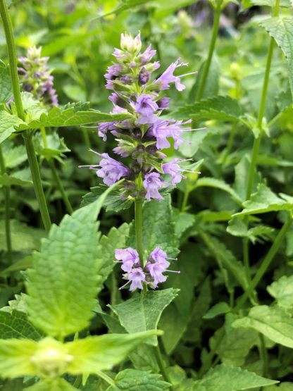 black adder agastache