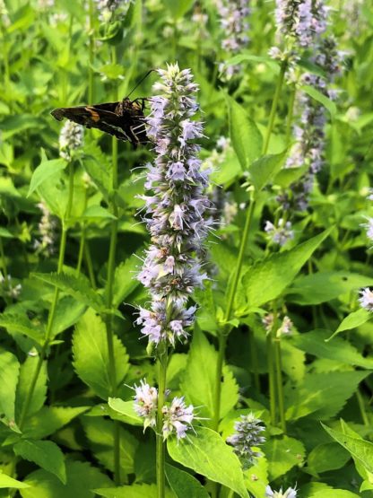 blue fortune agastache