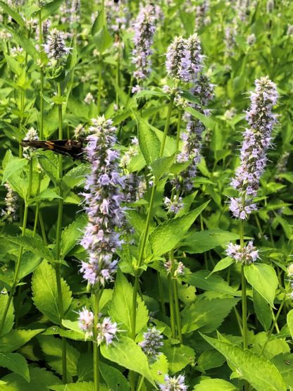 blue fortune agastache