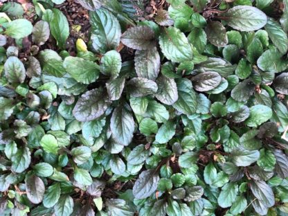 Detail of dark burgundy-purple and green leaves