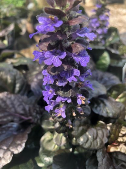 Spike of purple-blue flower rising above burgundy and green leaves