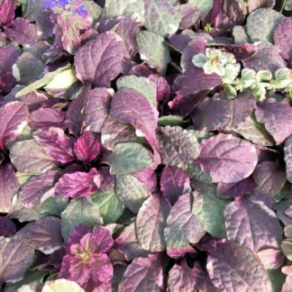 Detail of pink, cream and green leaves