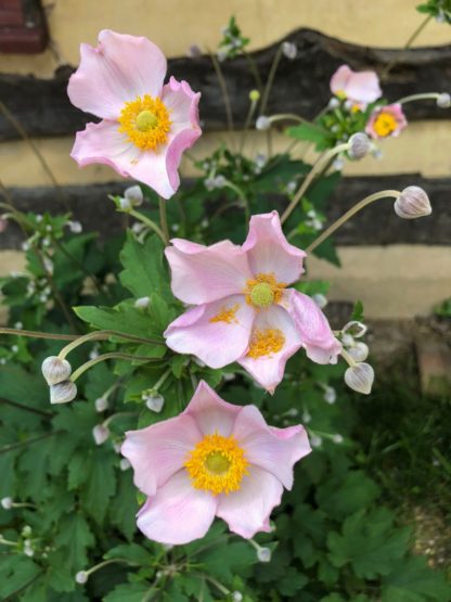 Anemone plant with soft pink flowers and unopened buds planted in front of wall