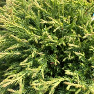 Close-up detail of arborvitae needles that are light-green in color