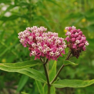 pink swamp milkweed flower