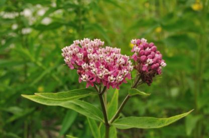 pink swamp milkweed flower