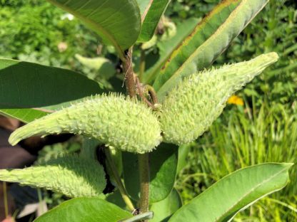 asclepias incarnata