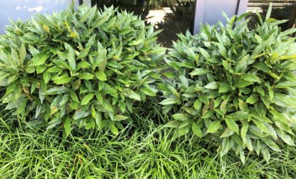 Mature shrubs with large green leaves planted in front of windows