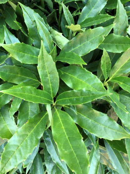 Detail of large green leaves
