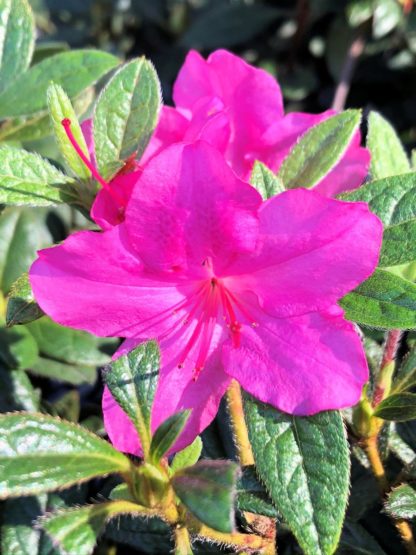 Close-up of bright purple flowers surrounded by small green leaves