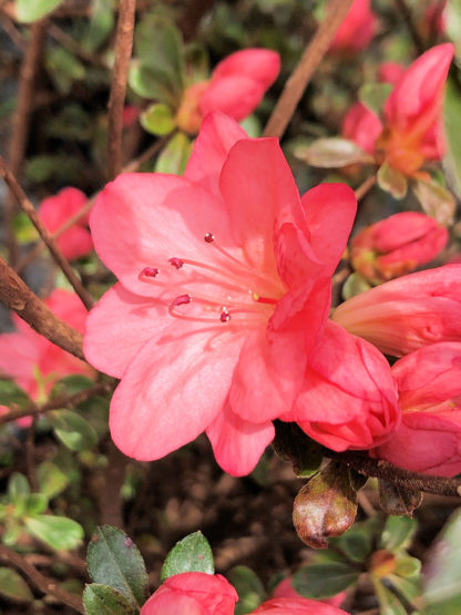 Close-up of salmon-pink azalea flower surrounded by green leaves and flower buds