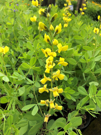 baptisia solar flare