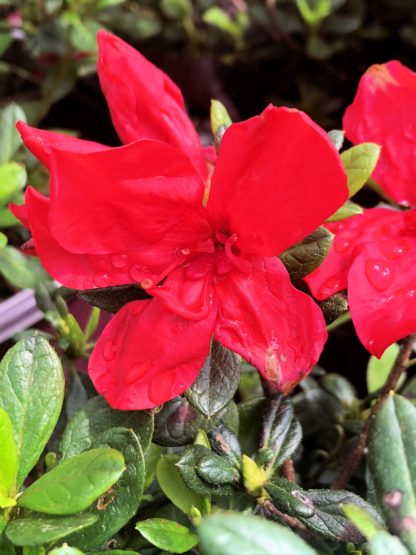 Close-up of red flowers surrounded by small green leaves