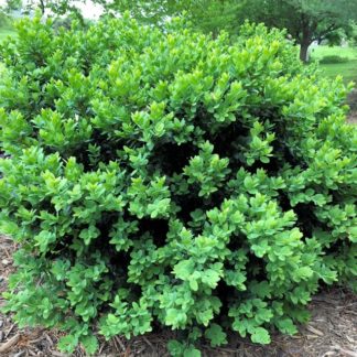 Compact, round boxwood shrub planted in mulch