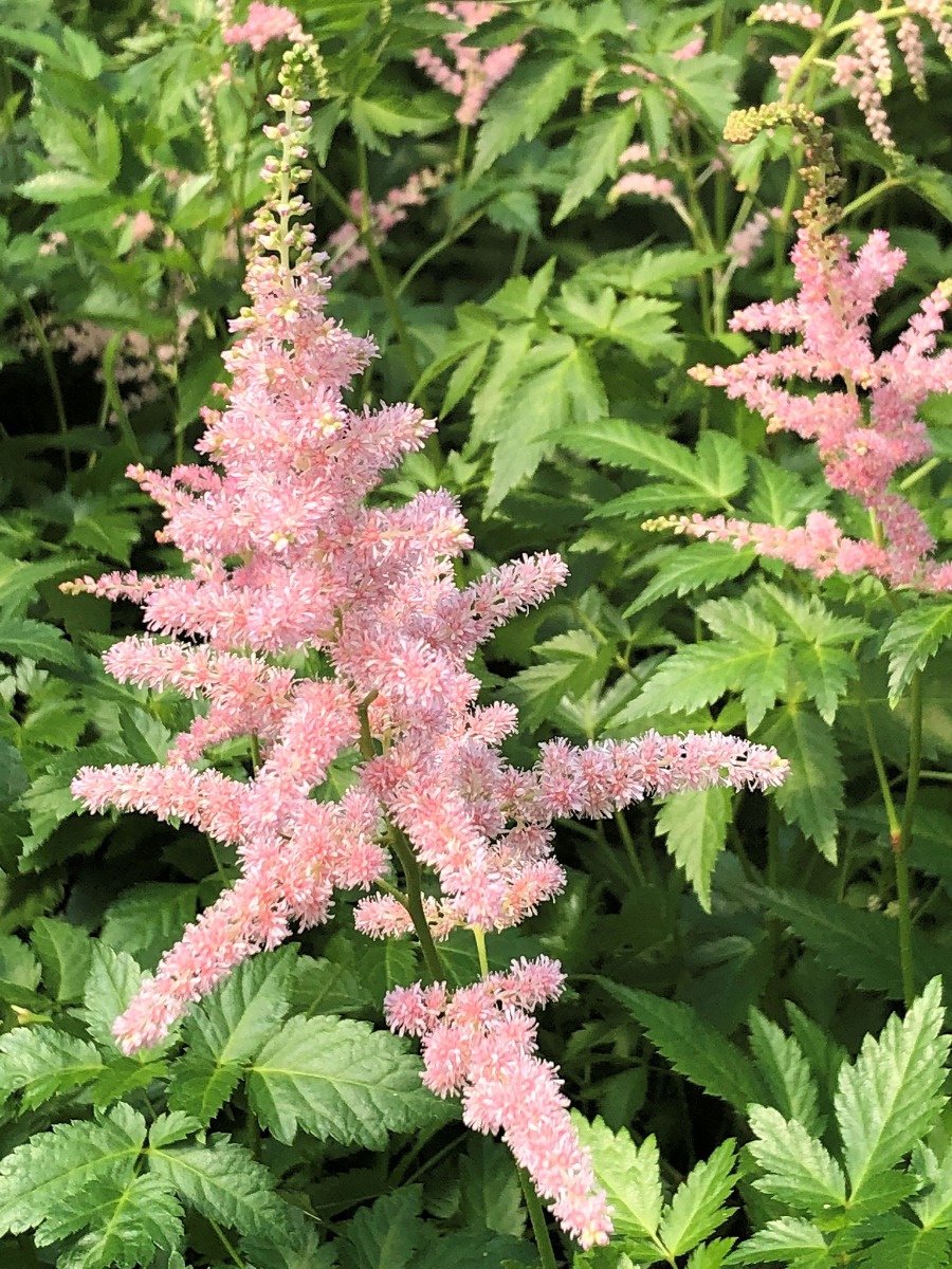 Buy Bressingham Beauty Astilbe Plants Online Shop Plantjoy