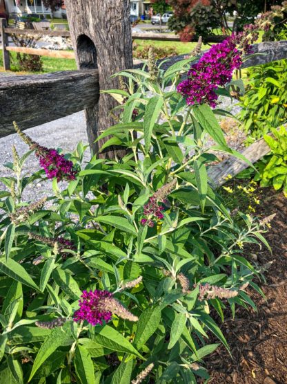 Shrub with red-purple flower spikes on ends of the branches planted in fromt of fence